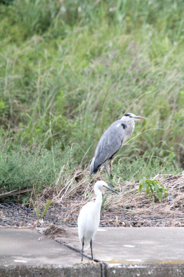 アオサギ