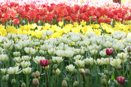 チューリップ