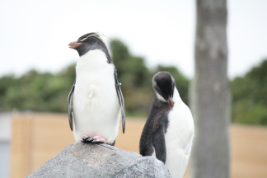 キタイワトビペンギン